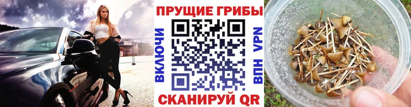 omg   Кингисепп  Галлюциногенные грибы мицелий  купить закладку 